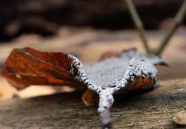 Attēlu rezultāti vaicājumam “Diderma sp.”