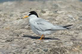 Attēlu rezultāti vaicājumam “Sternula albifrons”