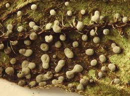 Attēlu rezultāti vaicājumam “Didymium verrucisporum macro”