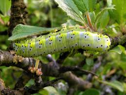 Attēlu rezultāti vaicājumam “Diloba caeruleocephala”