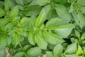 Attēlu rezultāti vaicājumam “Solanum tuberosum leaf”