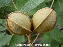 Attēlu rezultāti vaicājumam “Carya”