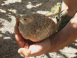 Image result for Syrrhaptes paradoxus