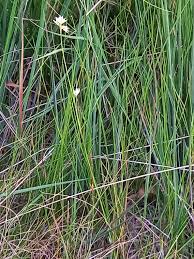 Attēlu rezultāti vaicājumam “Rhynchospora alba”