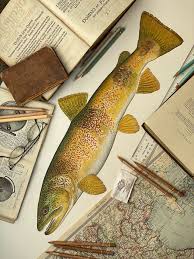 Image result for Salmo ezenami