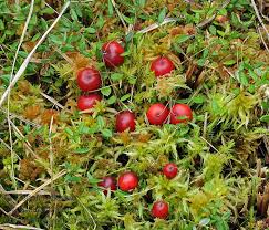 Attēlu rezultāti vaicājumam “Oxycoccus palustris”