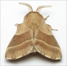 Attēlu rezultāti vaicājumam “Malacosoma neustria”