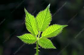 Attēlu rezultāti vaicājumam “Rubus plicatus leaf”