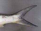 Image result for Elops saurus