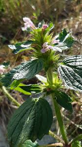 Attēlu rezultāti vaicājumam “Galeopsis tetrahit”