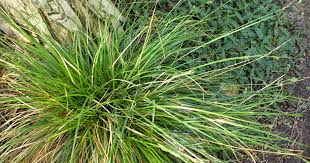 Attēlu rezultāti vaicājumam “Carex paupercula”