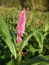 Attēlu rezultāti vaicājumam “Polygonum amphibium leaf”