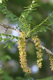 Attēlu rezultāti vaicājumam “Gleditsia triacanthos flower”