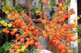 Attēlu rezultāti vaicājumam “Physalis alkekengi flower”