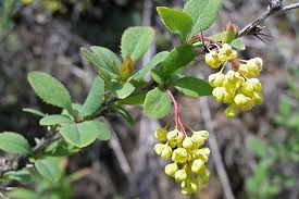 Attēlu rezultāti vaicājumam “Berberis vulgaris”