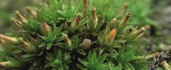 Attēlu rezultāti vaicājumam “Orthotrichum pumilum”