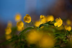 Attēlu rezultāti vaicājumam “Anemone ranunculoides bud”