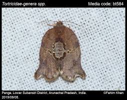 Attēlu rezultāti vaicājumam “Tortricidae”
