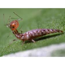 Attēlu rezultāti vaicājumam “Chrysopa”