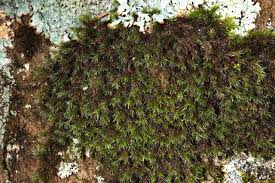 Attēlu rezultāti vaicājumam “Racomitrium heterostichum”