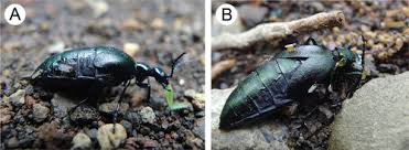 Attēlu rezultāti vaicājumam “Meloe sp. imago”