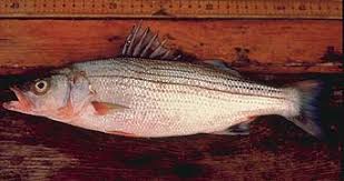 Image result for Morone saxatilis