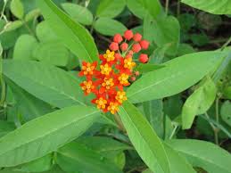 Attēlu rezultāti vaicājumam “Apocynaceae”