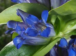 Attēlu rezultāti vaicājumam “Gentiana cruciata flower”
