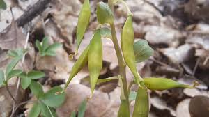 Attēlu rezultāti vaicājumam “Corydalis cava fruit”