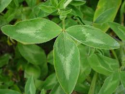 Attēlu rezultāti vaicājumam “Trifolium pratense”