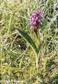 Attēlu rezultāti vaicājumam “Dactylorhiza cruenta flower”