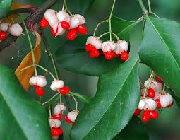 Attēlu rezultāti vaicājumam “Euonymus fruit”