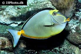 Image result for Naso lituratus