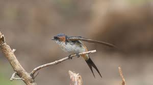 Image result for Cecropis daurica