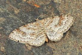 Attēlu rezultāti vaicājumam “Hydrelia sylvata”