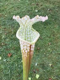 Attēlu rezultāti vaicājumam “Leucogyrophana sororia”