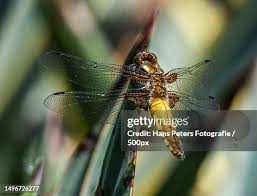 Attēlu rezultāti vaicājumam “Libellula fulva male”