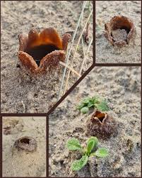 Attēlu rezultāti vaicājumam “Peziza ammophila”