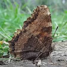 Attēlu rezultāti vaicājumam “Nymphalis polychloros upperside”