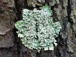 Attēlu rezultāti vaicājumam “Flavoparmelia caperata”