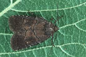 Attēlu rezultāti vaicājumam “Rusina ferruginea male”