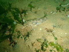 Image result for Pseudomyxus capensis