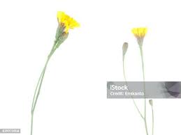 Attēlu rezultāti vaicājumam “Tragopogon heterospermus flower”