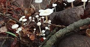 Attēlu rezultāti vaicājumam “Collybia tuberosa”