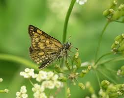 Attēlu rezultāti vaicājumam “Carterocephalus silvicolus”