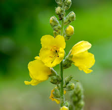 Image result for Königskerzen