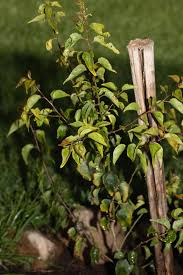 Attēlu rezultāti vaicājumam “Prunus armeniaca leaf”