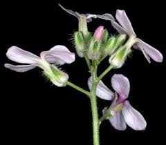 Attēlu rezultāti vaicājumam “Hesperis matronalis”