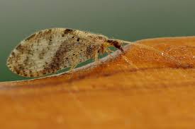 Attēlu rezultāti vaicājumam “Hemerobiidae”