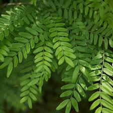 Attēlu rezultāti vaicājumam “Gleditsia triacanthos bud”